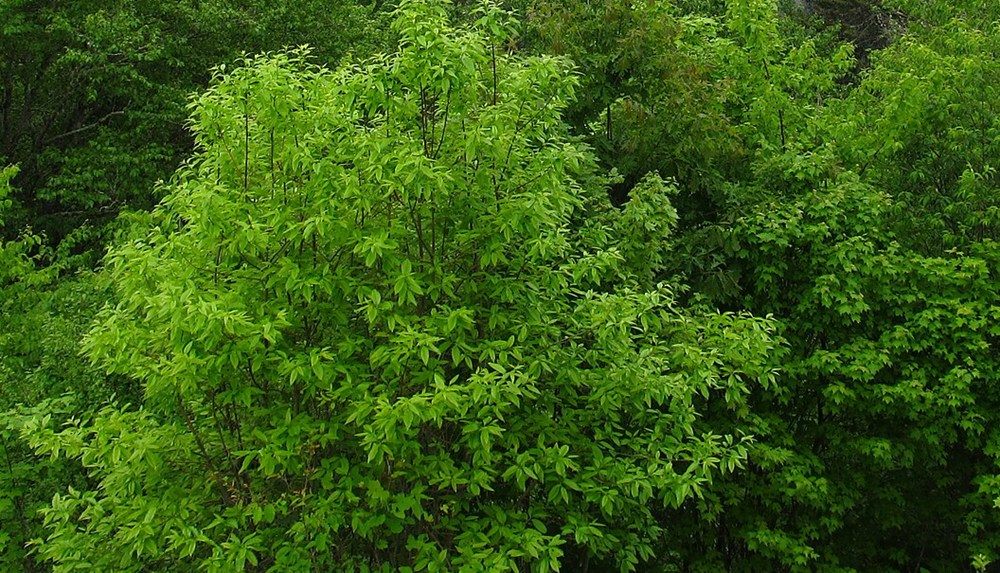 大烟山局部:近景饱和植被